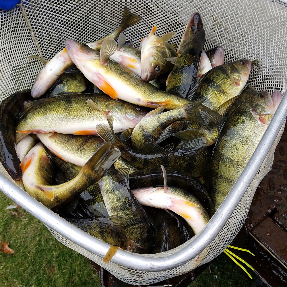 2020-fall-fish-stocking-it-s-time-to-signup-bjornsen-pond-management