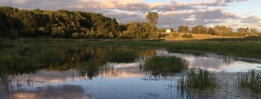 The Heat is On! Will Your Pond Keep Its Cool?