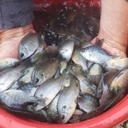 Iowa Fish Stocking