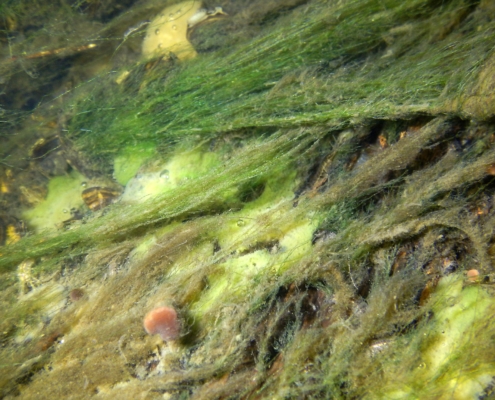 Act Now! The Pond Weed Are Coming