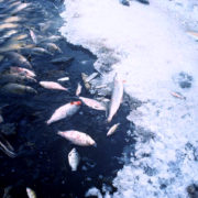 Minimize Fish Kill in Extreme Winter Weather