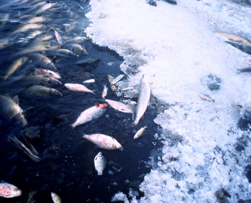 Minimize Fish Kill in Extreme Winter Weather