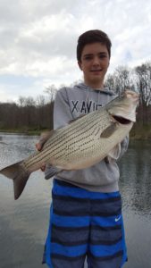 Graham-Striper