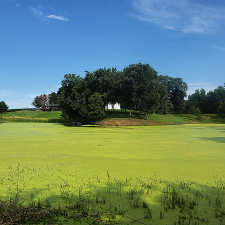 Home-Vegetation Control
