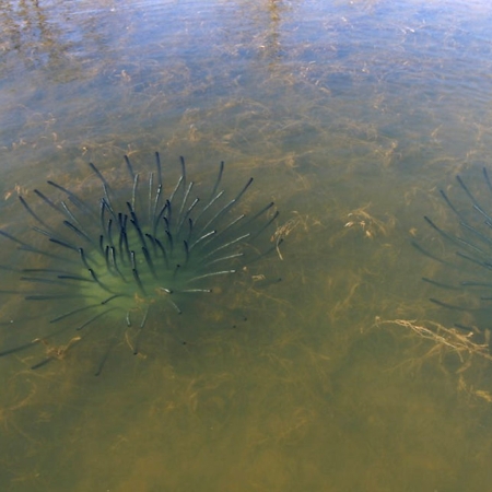 Honey Hole Shrub-Submerged