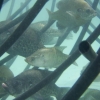 Pond King Honey Hole Reed - Image 3