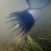 Kasco AquatiClear Circulator