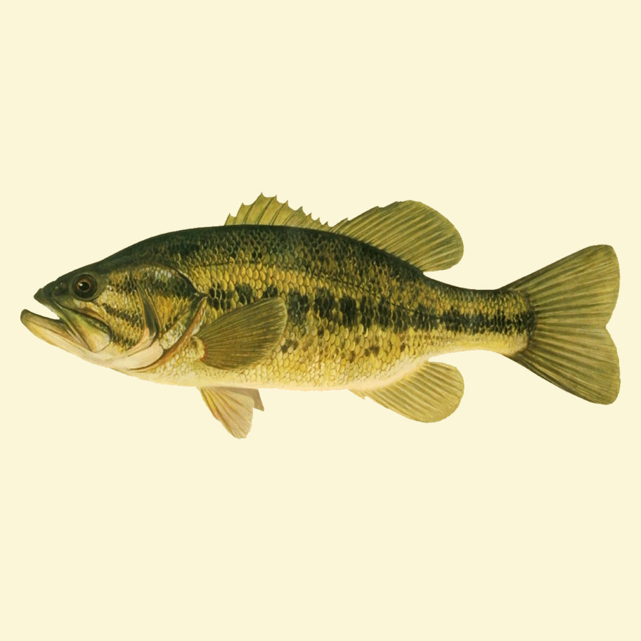 Iowa Fish Stocking | Bjornsen Pond Management
