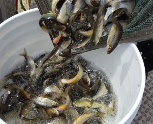 Fall 2017 Minnow Stocking