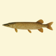 Muskie, fish stocking