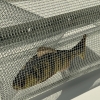 Perch and Bait Trap-Funnel Closeup