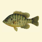 Red Ear Sunfish, fish stocking