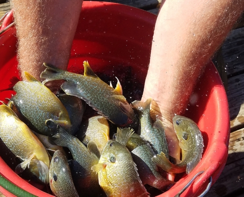 Fall 2018 Fish Stocking is a Wrap!