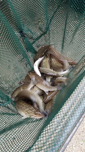 Smallmouth Bass in Net
