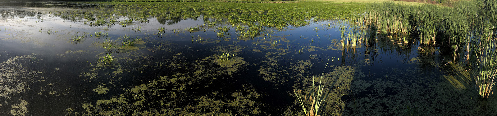 Store Category-Algaecides-Herbicides