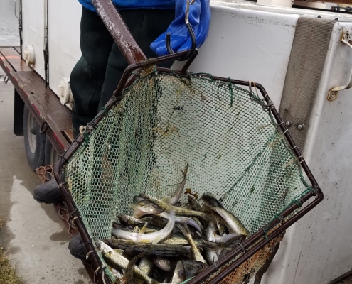 Fall 2017 Fish Stocking